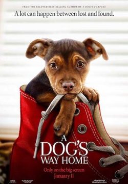 A Dogs Way Home 2019 Dual Audio Hindi 300MB WEB-DL 480p